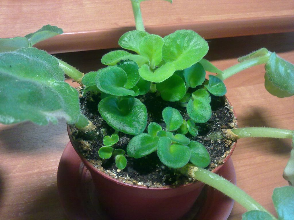 Рост фиалок. Черешок фиалки. Фиалки черенкование листочками. Узамбарская фиалка росток. Детки из листа фиалки.