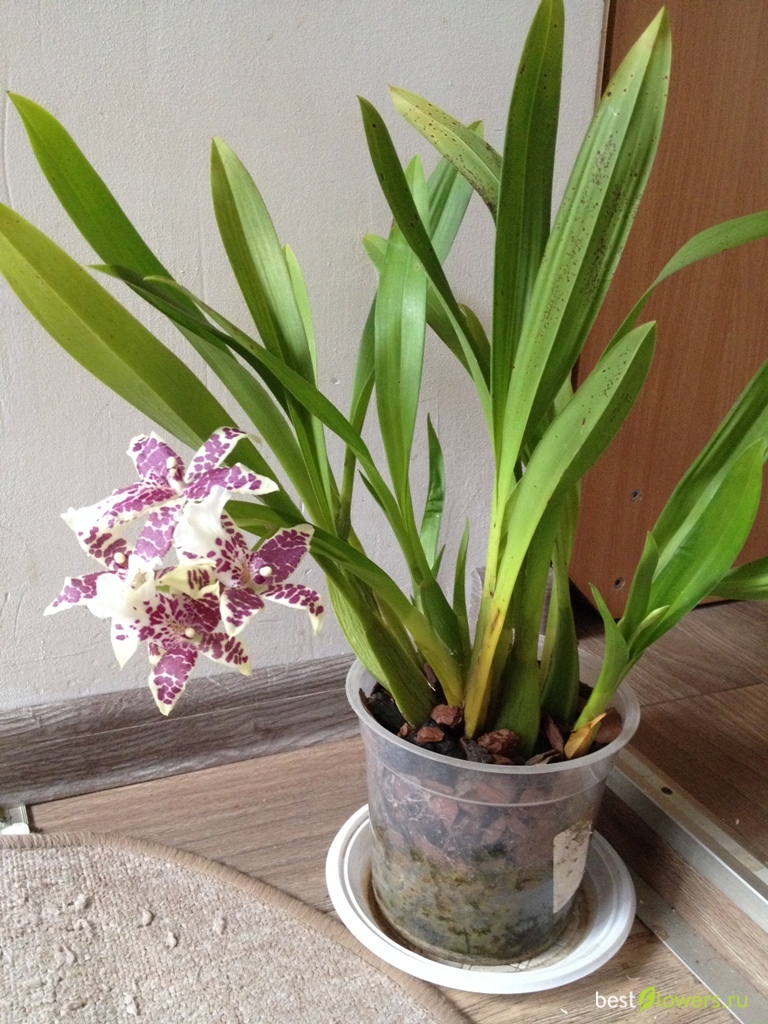 Камбрия тигровая. Дендробиум и камбрия. Орхидея камбрия бартли шварц. Содержание камбрии. Орхидея камбрия брассия.