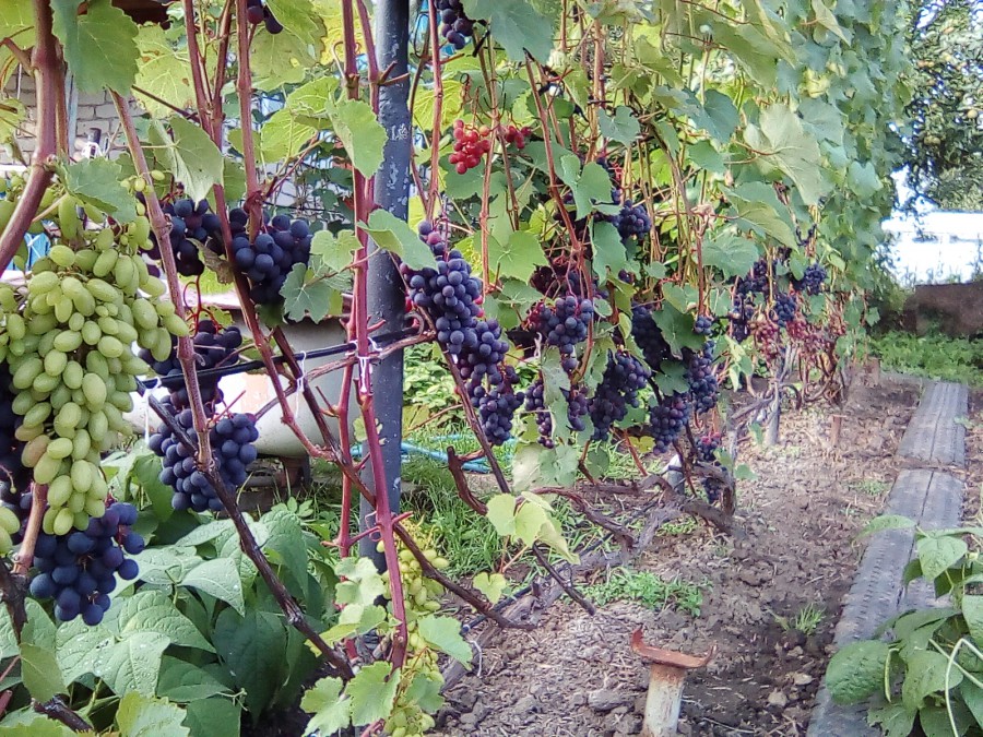 Где лучше посадить виноград. Виноград в саду. Виноград на даче. Виноград растет на даче. Виноград в открытом грунте на даче.