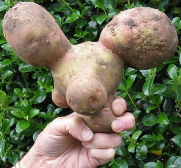 Деформированная картофелина в руке огородника-любителя