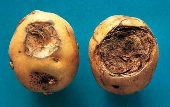 Две картошины с признаками поражения пуговичной гнилью или фомозом