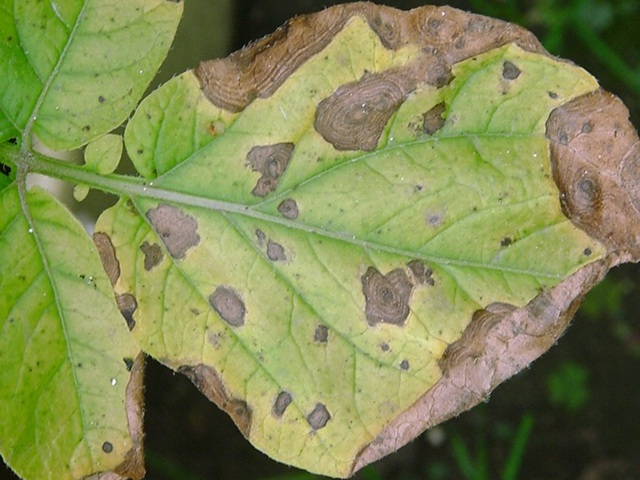 Первичные признаки проявления фомоза картофеля в виде темных пятен на листьях