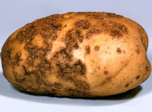 Картофель с признаками поражения паршой обыкновенной
