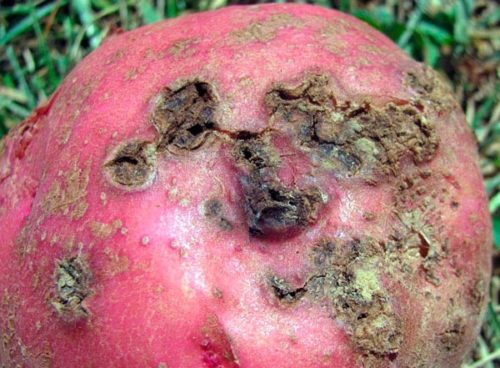 Красная кожура картофеля с глубокими язвами вследствие поражения паршой обыкновенной