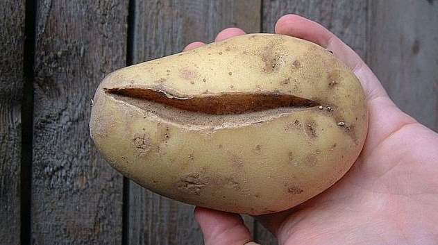 Крупная картошка с глубокой продольной трещиной в руке огородника