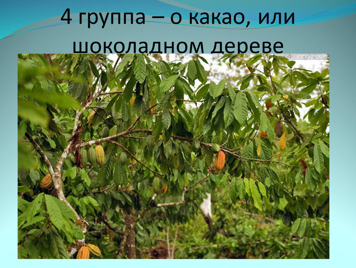 Какао как растет в природе. Какао Бразилия. Растения Южной Америки дерево какао. Шоколадные деревья в Бразилии. Плантации какао в Бразилии.