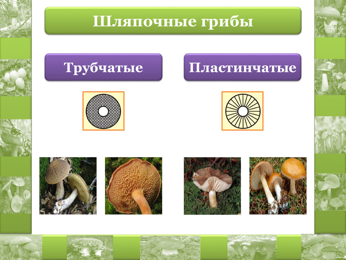 Шляпочные грибы многоклеточные. Шляпочные грибы строение трубчатые. Шляпочные грибы трубчатые и пластинчатые. Шляпочные трубчатые грибы Шляпочные пластинчатые грибы. Шляпочные пластинчатые грибы несъедобные.