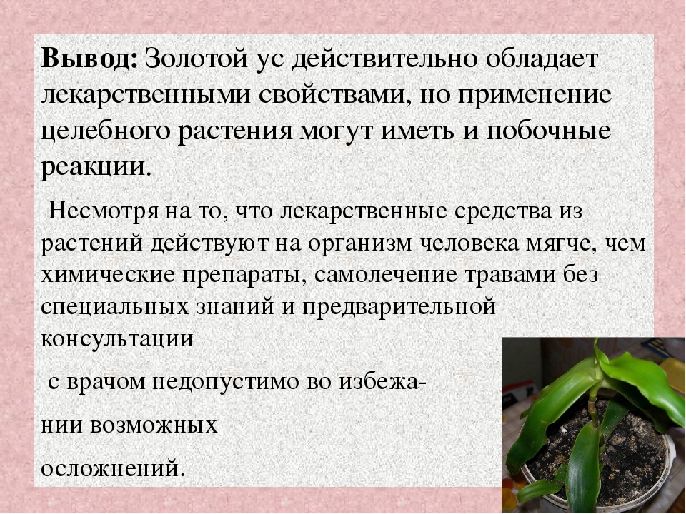 Золотой ус применение. Лечебные комнатные растения презентация. Комнатные лекарственные растения презентация. Целебные свойства комнатных растений. Золотой ус описание цветка.