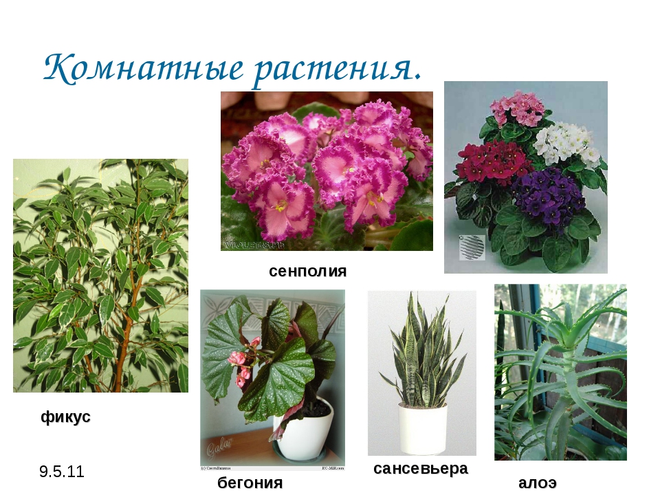 Цветы название найти комнатные растения. Комнатные растения. Комнатные растения названия. Домашние растения названия. Название комнатных цветов.