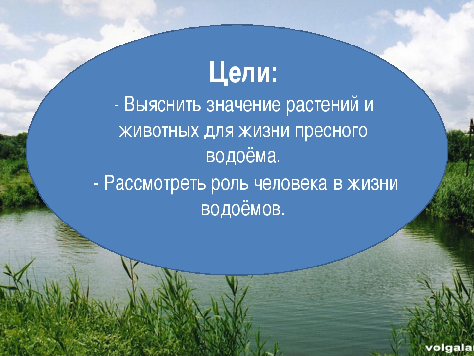 Водоемы конспект. Проект жизнь в пресных Водах. Жизнь в пресной воде. Жизнь в пресных водоемах 4 класс. Водоемы окружающий мир.