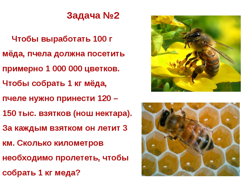 Сколько пчелы дают. Важные факты о пчелах. Пчелы отдавайте мед. Cсколько пчела приносит мёда. Одна пчела.