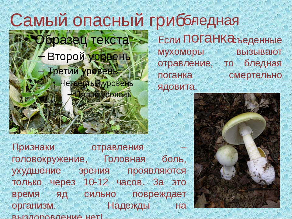 Подготовь сообщение о любых ядовитых растениях грибах. Опасный гриб бледная поганка. Бледная поганка шляпочный гриб. Мухомор и бледная поганка. Сообщение опасный гриб бледная поганка.