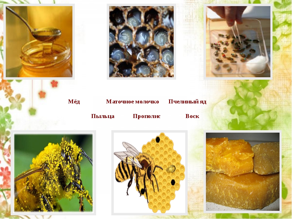 Какие продукты дают пчелы. Мед пыльца прополис маточное молочко. Воск, прополис пыльца производят пчелы. Продукты пчеловодства для детей. Что производят пчелы кроме меда.