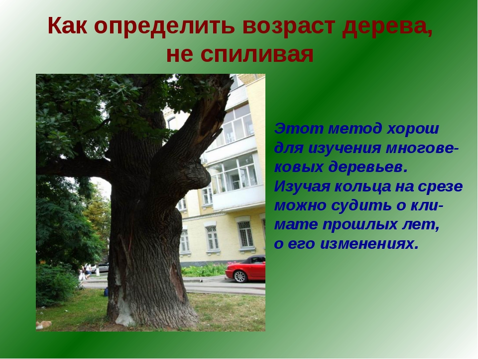 Дуб сколько высота. Возраст дерева. Определить Возраст дерева. Как определить Возраст дерева не спиливая. Возраст деревьев дуба.