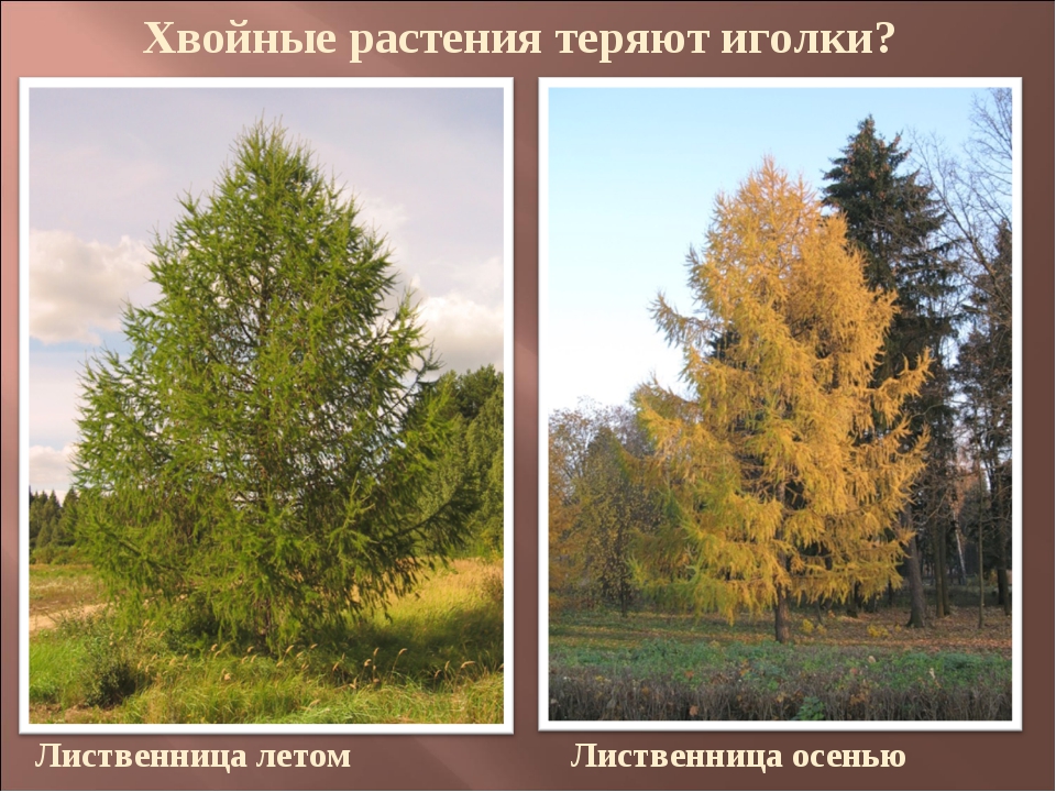 Лиственница зимой и летом. Лиственница Сибирская крона. Лиственница дерево летом и осенью. Сосна летом и осенью. Лиственница осенью.