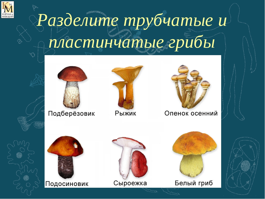 Различие трубчатых грибов. Шляпочные грибы трубчатые и пластинчатые. Пластинчатые грибы и трубчатые грибы. Шляпочные грибы трубчатые и пластинчатые таблица. Трубчатые грибы 2) пластинчатые грибы.