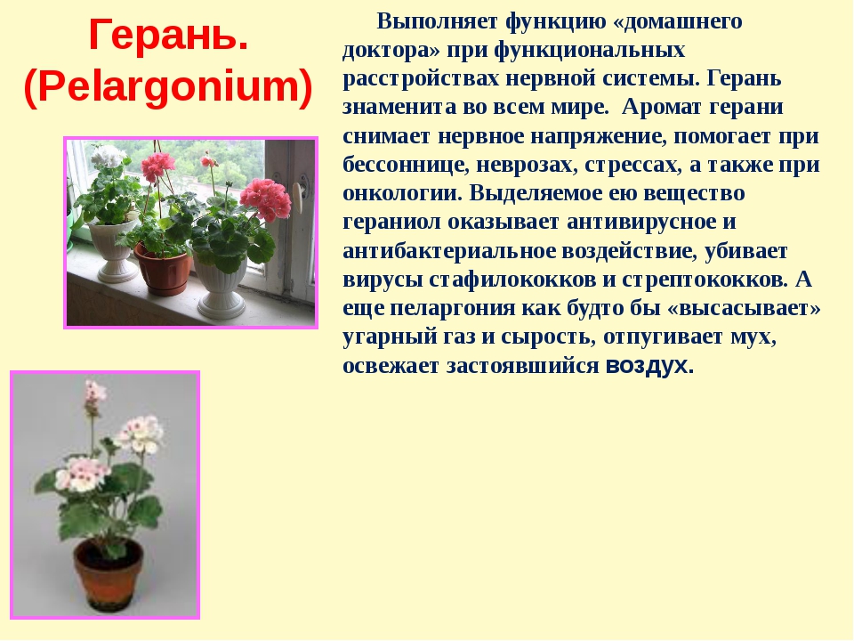 Герань действие. Комнатные цветы вредные для здоровья герань. Полезность герани. Полезные свойства герани комнатной. Комнатное растение герань польза и вред.