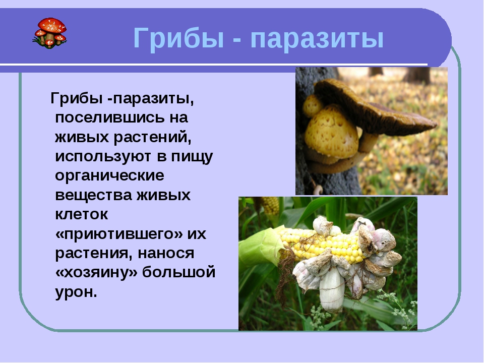 Заболевания вызванные паразитическими грибами. Сообщение о грибах паразитах. Грибы паразиты доклад. Презентация на тему грибы паразиты. Доклад на тему грибы паразиты.