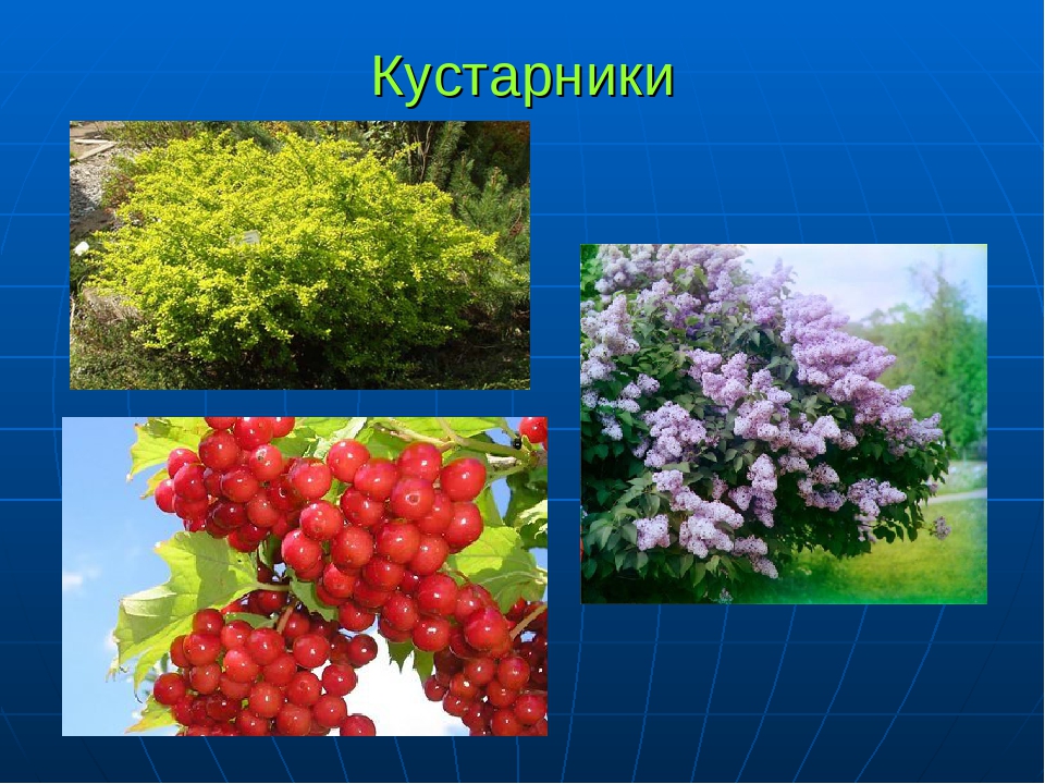 Виды кустарников. Культурные кустарники. Кустарники нашего края. Кустарники названия. Кустарники нашей местности.