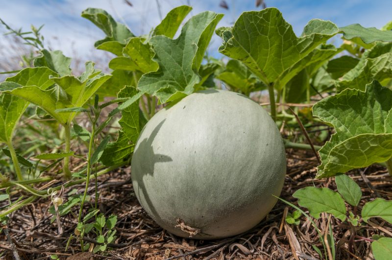small melons, small melon variety, tiny melons, small watermelons, small cantaloupe, mini watermelons, mini melons, growing miniature melons
