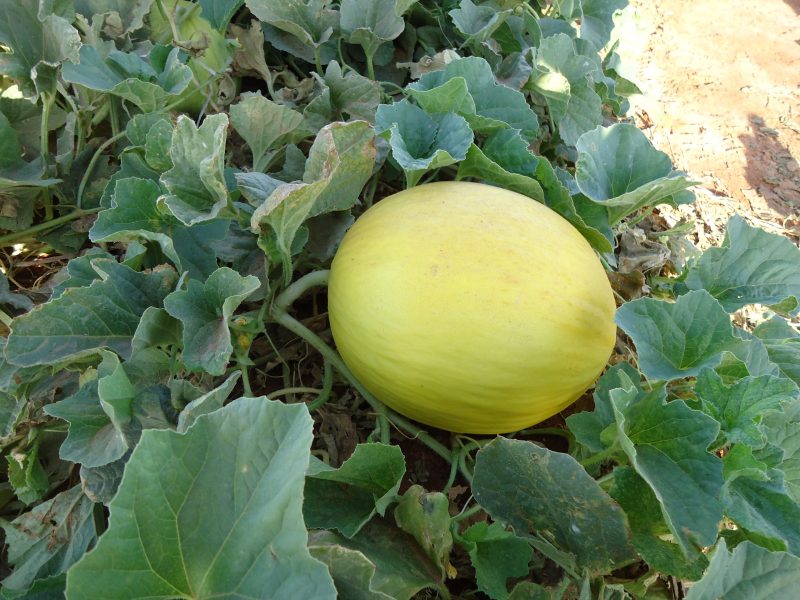 small melons, small melon variety, tiny melons, small watermelons, small cantaloupe, mini watermelons, mini melons, growing miniature melons