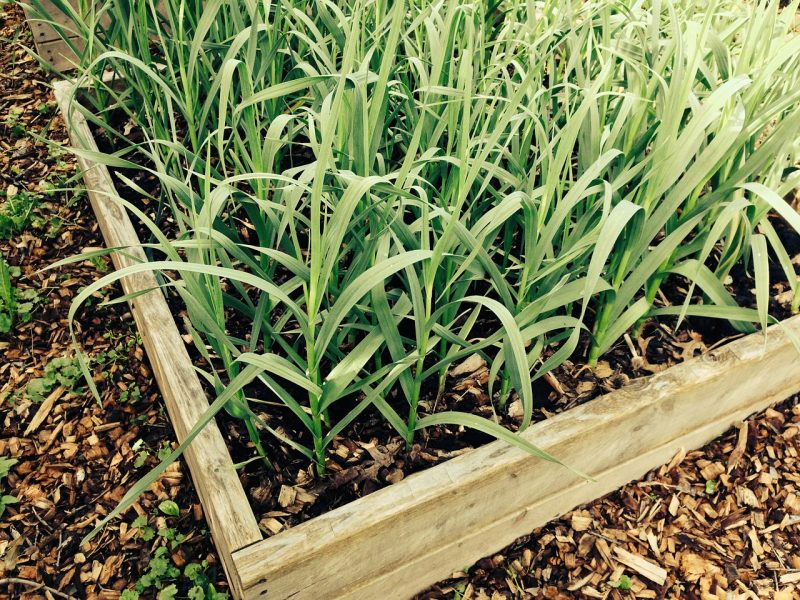 Raised Garden Beds