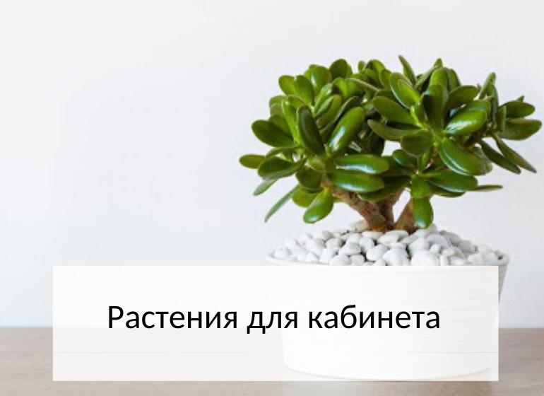 Комнатные растения: растения для кабинета