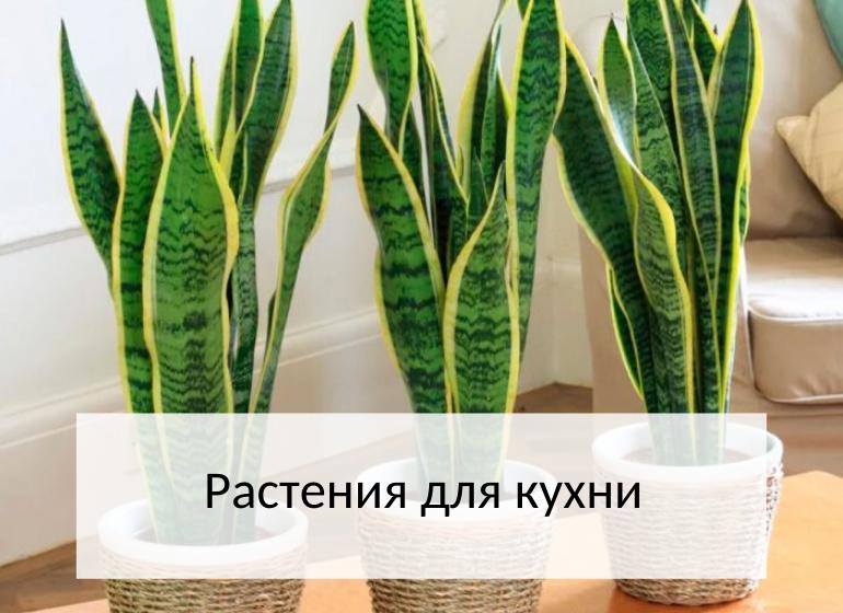 Комнатные растения: растения для кухни