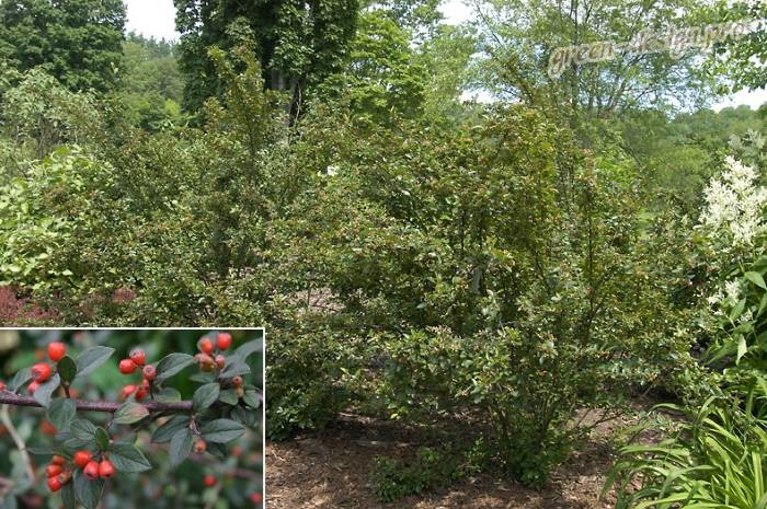 Фото кустарника Кизильник блестящий