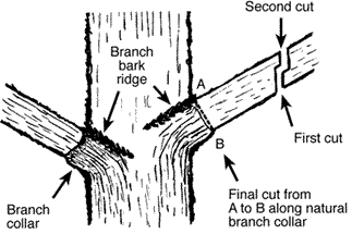 Cuts used to remove large branches