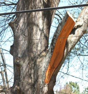 Referencing figure 2, the first cut on the underside of the branch was not made. When the top cut of the limb neared going all the way through, the limb began to fall and pulled off the still attached bark going down the trunk.