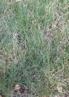 This zoysiagrass is under extreme drought conditions. The leaves have rolled, and some foliage has died.
