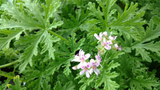 The "mosquito geranium" (Pelargonium citrosum) smells like citronella and is advertised as a natural mosquito repellant. This has not been proven.