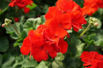 Flower colors for zonal geraniums (Pelargonium x hortorum) are usually pink, red, salmon, or white.