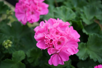Zonal geraniums or Common Geraniums (Pelargonium x hortorum) usually have pink red, or white flowers.