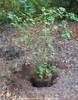 The planting hole on this site is 2 times wider than the root ball. Soil amendments and composted pine bark have been mixed into the soil piled around the hole. On the sloped site, the top of the root ball is placed level with the soil on the upper side.