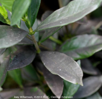 Dark-colored sooty mold will grow on the sticky honeydew, which drips from whiteflies when feeding on gardenia foliage.