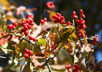 Bright red, flowering dogwood (Cornus florida) fruit are eaten by migrating birds in the late fall.