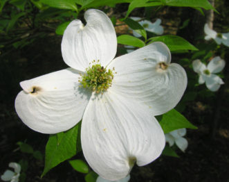 Flowering dogwood (Cornus florida) bloom.