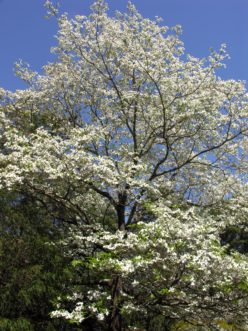 Flowering dogwood (Cornus florida) in bloom in April.