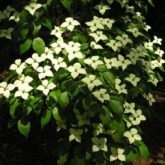 Kousa dogwood (Cornus kousa) in bloom in May after the leaves have matured.