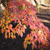 Kousa dogwood (Cornus kousa) with spectacular fall color.
