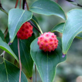 Red colored kousa dogwood (Cornus kousa) fruit in autumn.