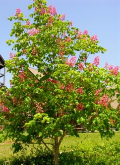 A young red horsechestnut (Aesculus x carnea ‘Ft. McNair’) tree in bloom during late April.