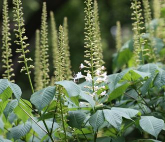 Aesculus parviflora flowers just beginning to open at the bottom of the panicle.