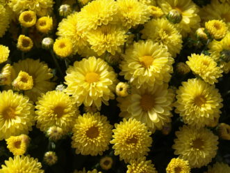 Chrysanthemums are popular for fall displays. The ‘Viviana Yellow’ Belgian Mum® (Chrysanthemum x morifolium Belgian Mum® ‘Viviana Yellow’) has bright yellow flowers.