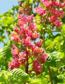 Close-up of red horsechestnut (Aesculus x carnea ‘Ft. McNair’) flower panicle in late April.