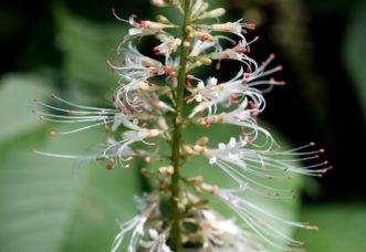 Closeup of flowers of Aesculus parviflora flower panicle.The white flowers have very long stamens.