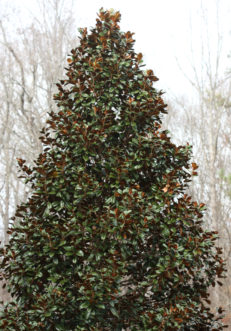 Compact, upright growing habit of Magnolia grandiflora ‘Teddy Bear’.