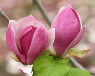 Deciduous, hybrid magnolia (Magnolia ‘Jane’) flowers.
